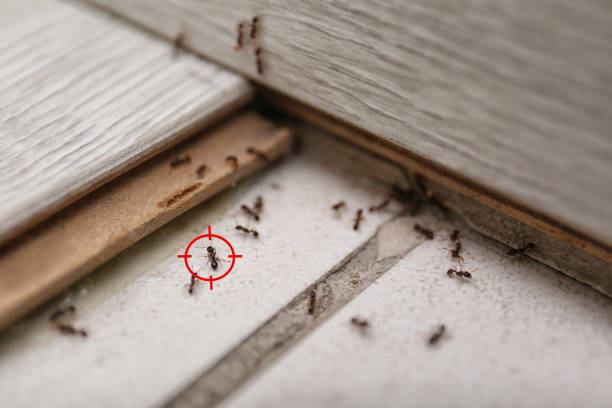 Wasp Removal Services in Boothwyn, PA