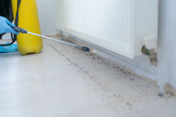 Flea Control Services in Boothwyn, PA